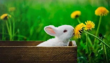 黄骅伴游招聘，风信子伴游网